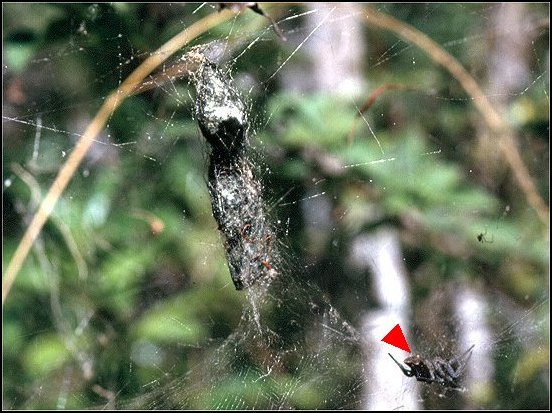 Cyrtophora cocons 1