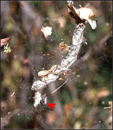 Cyrtophora cocons 3