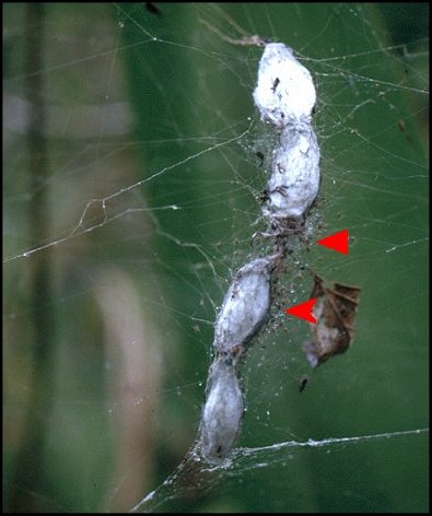 Cyrtophora cocons 5