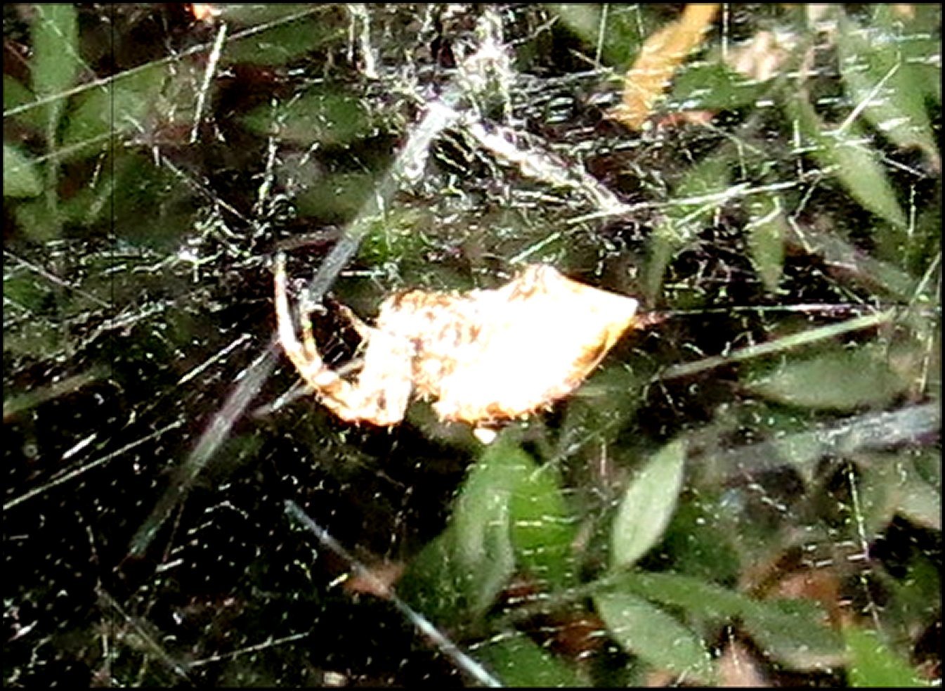 Cyrtophora dÃ©tail 2