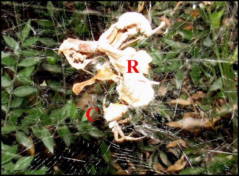 Cyrtophora dÃ©tail