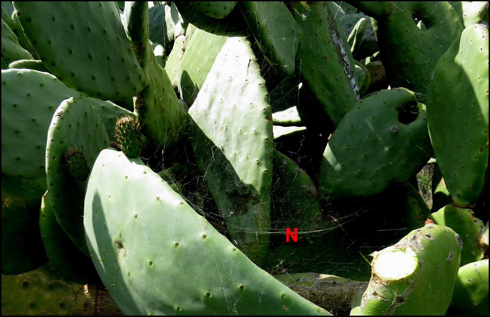 Cyrtophora EnsÃ©rune 2O024 2
