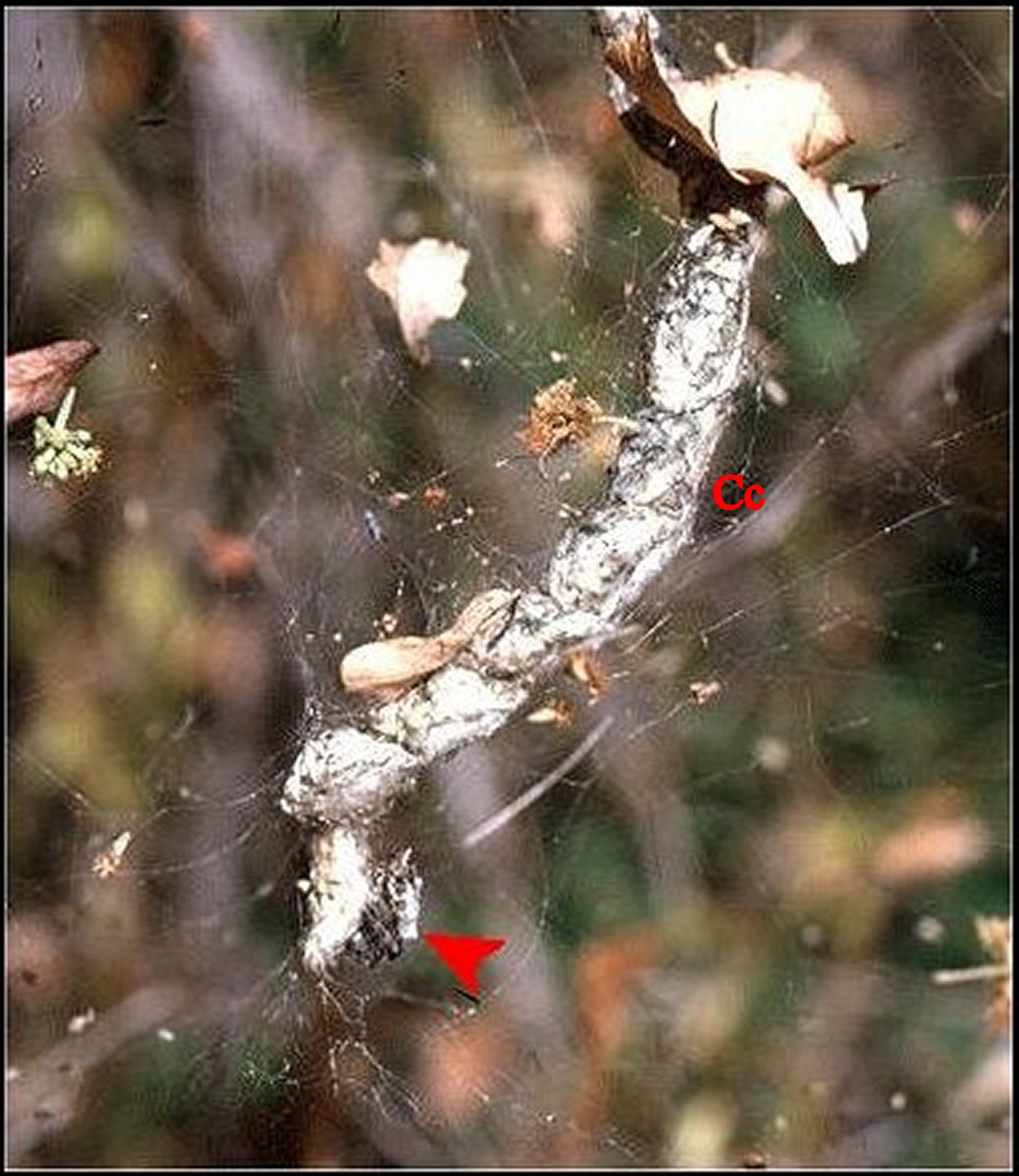 Cyrtophora et chapelet de 8 cocons, MahÃ©