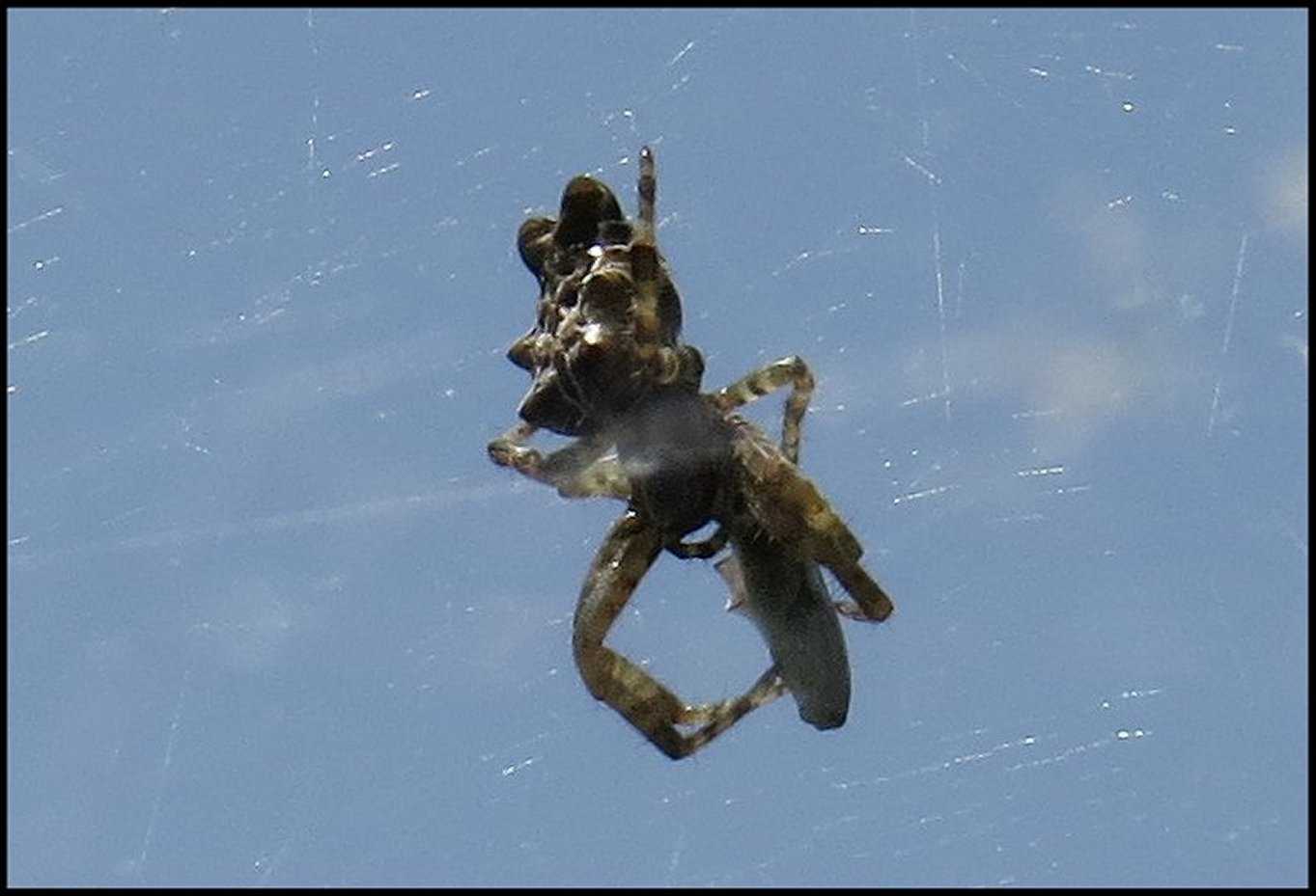 Cyrtophora fin 3