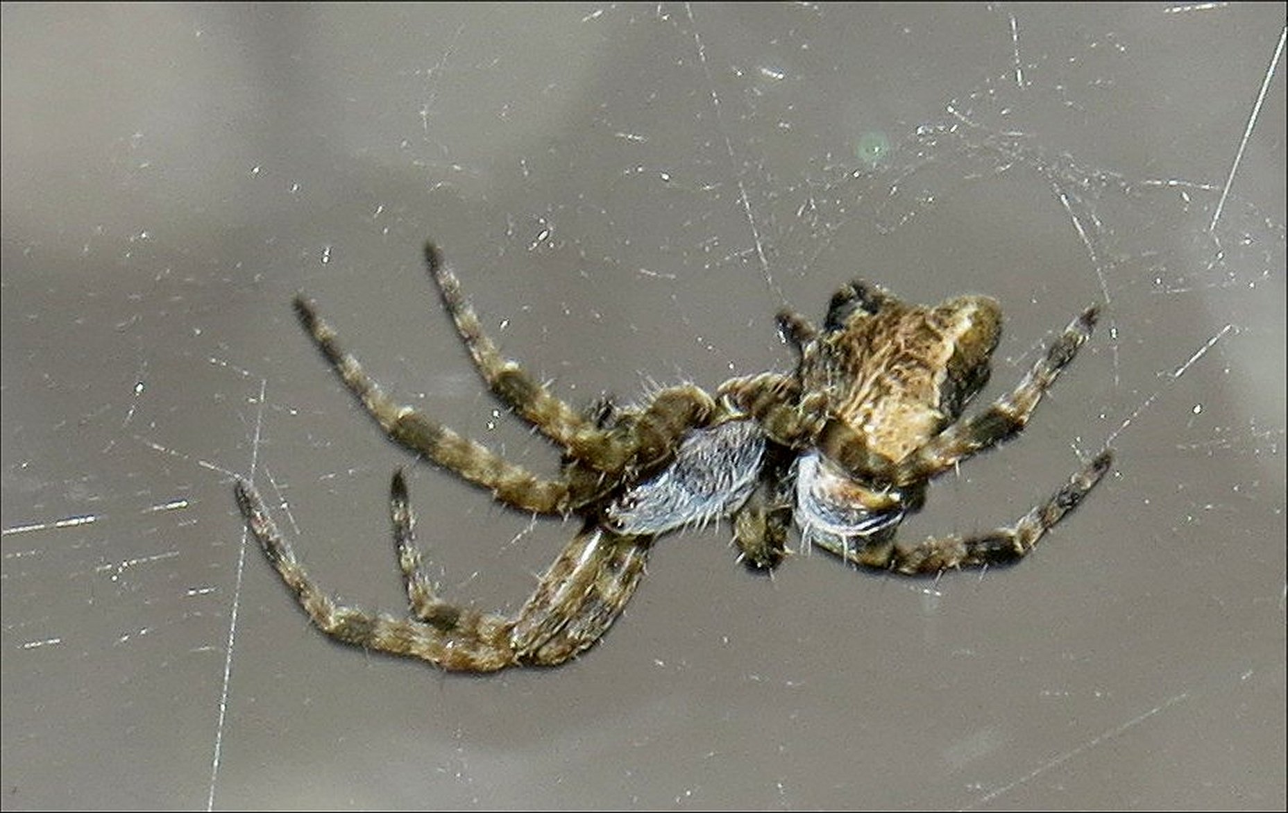 Cyrtophora fin 4