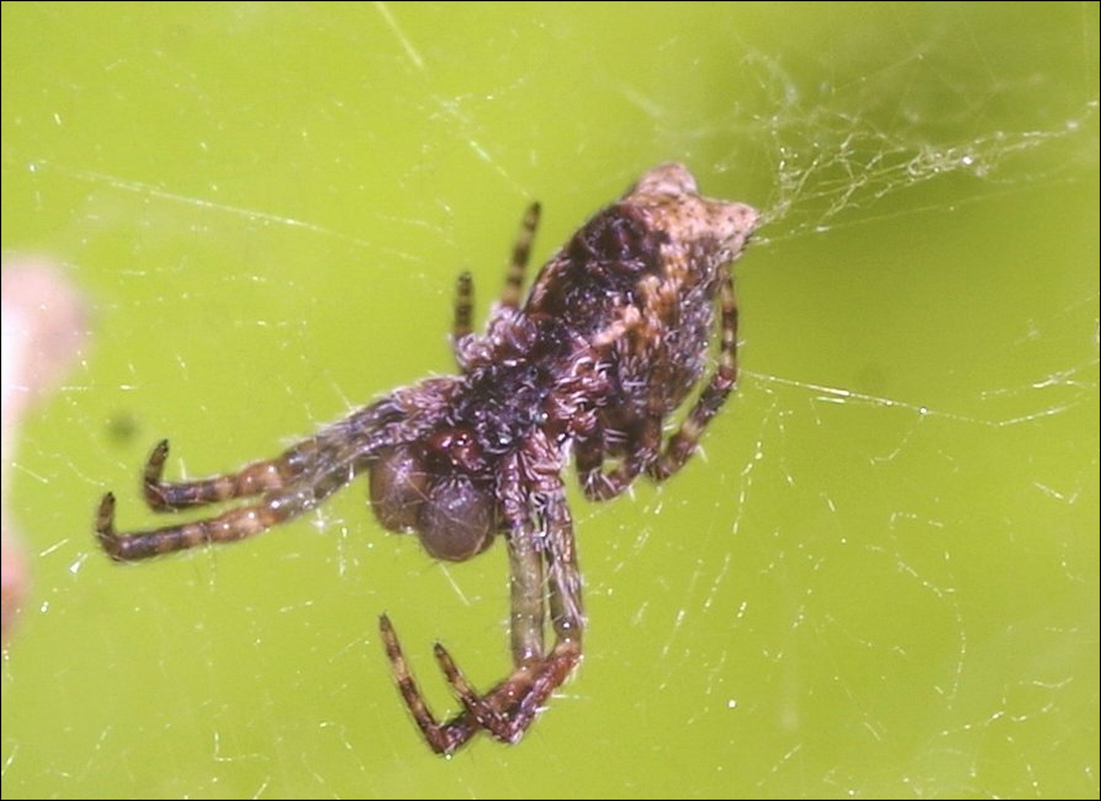 Cyrtophora mâle 1