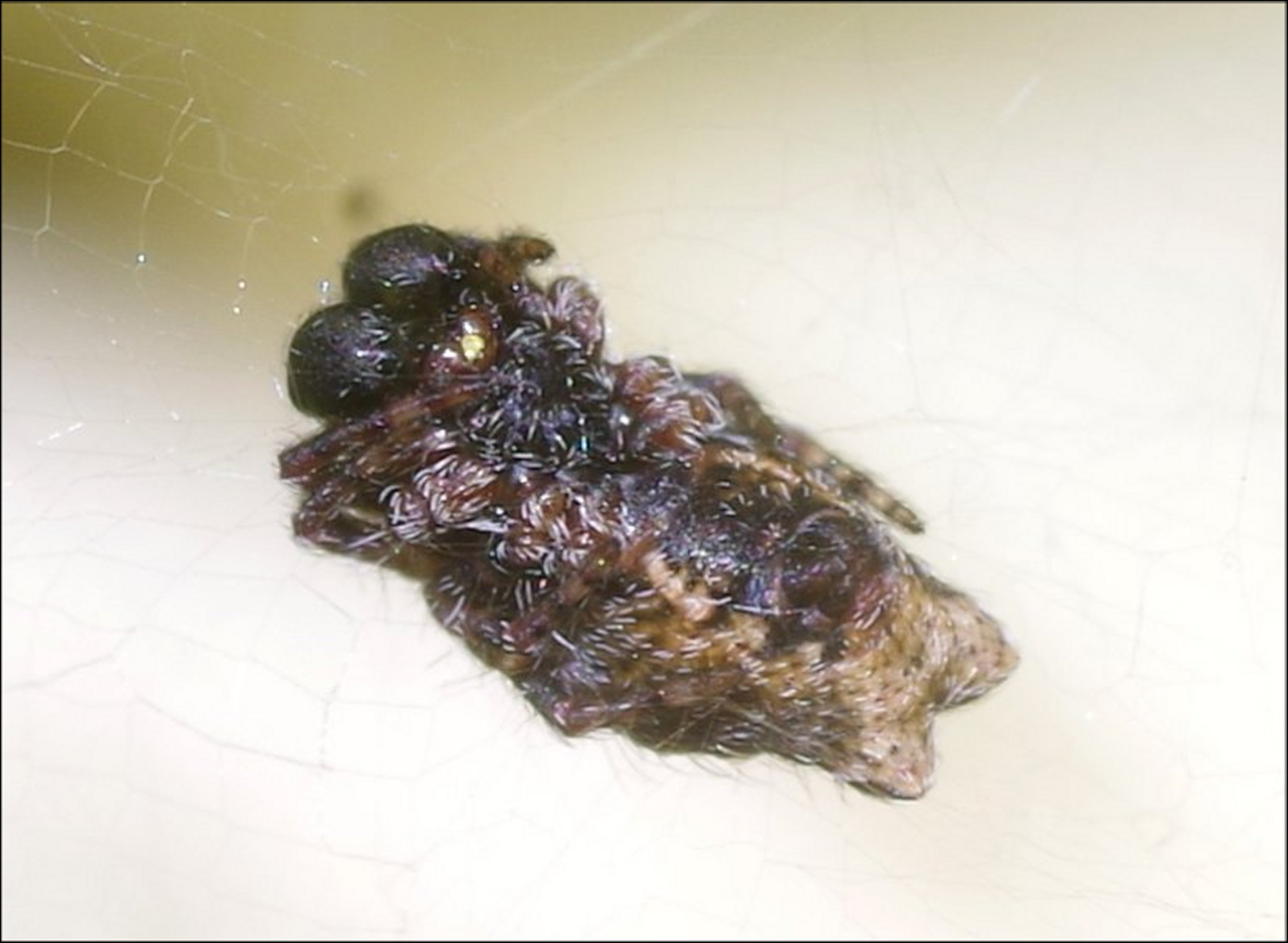 Cyrtophora mâle 3