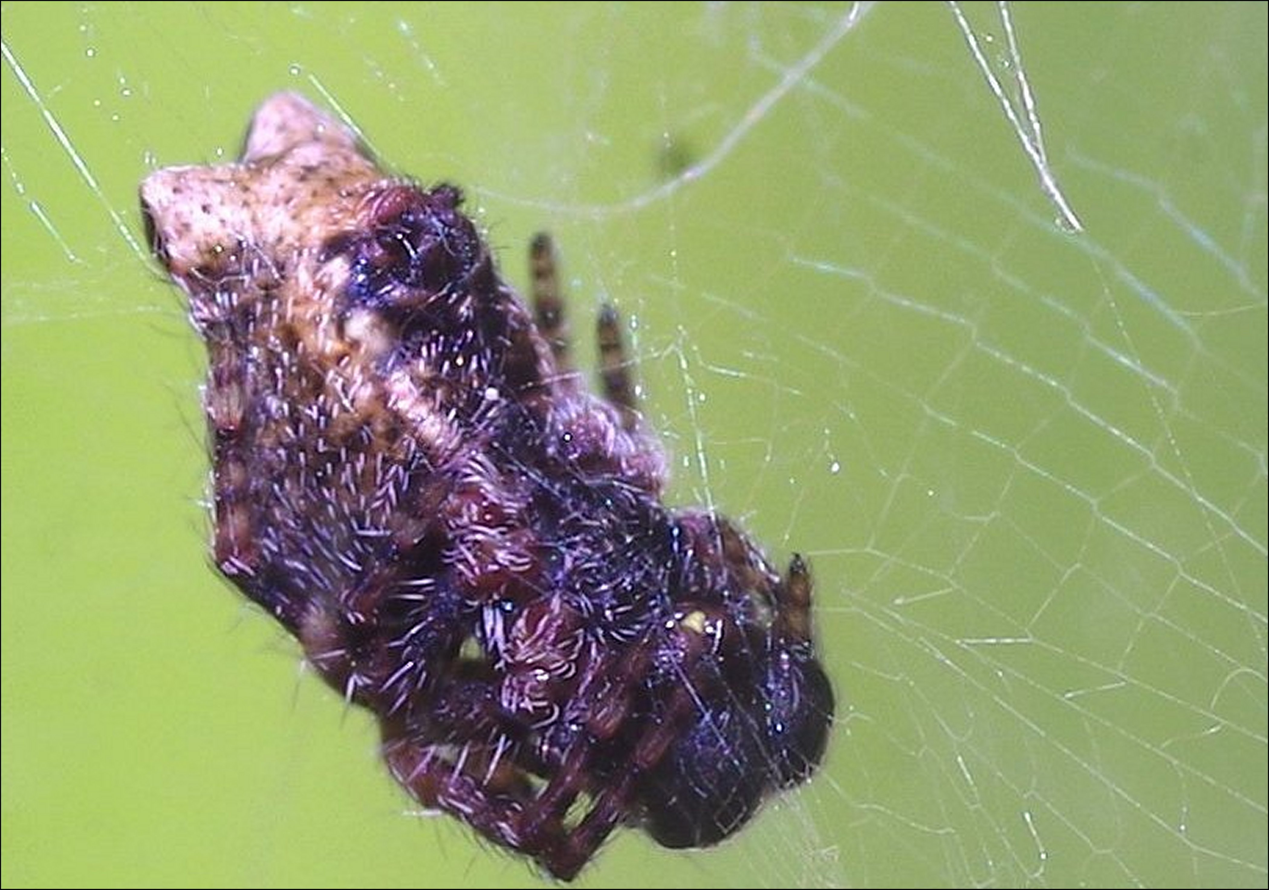 Cyrtophora mâle 4