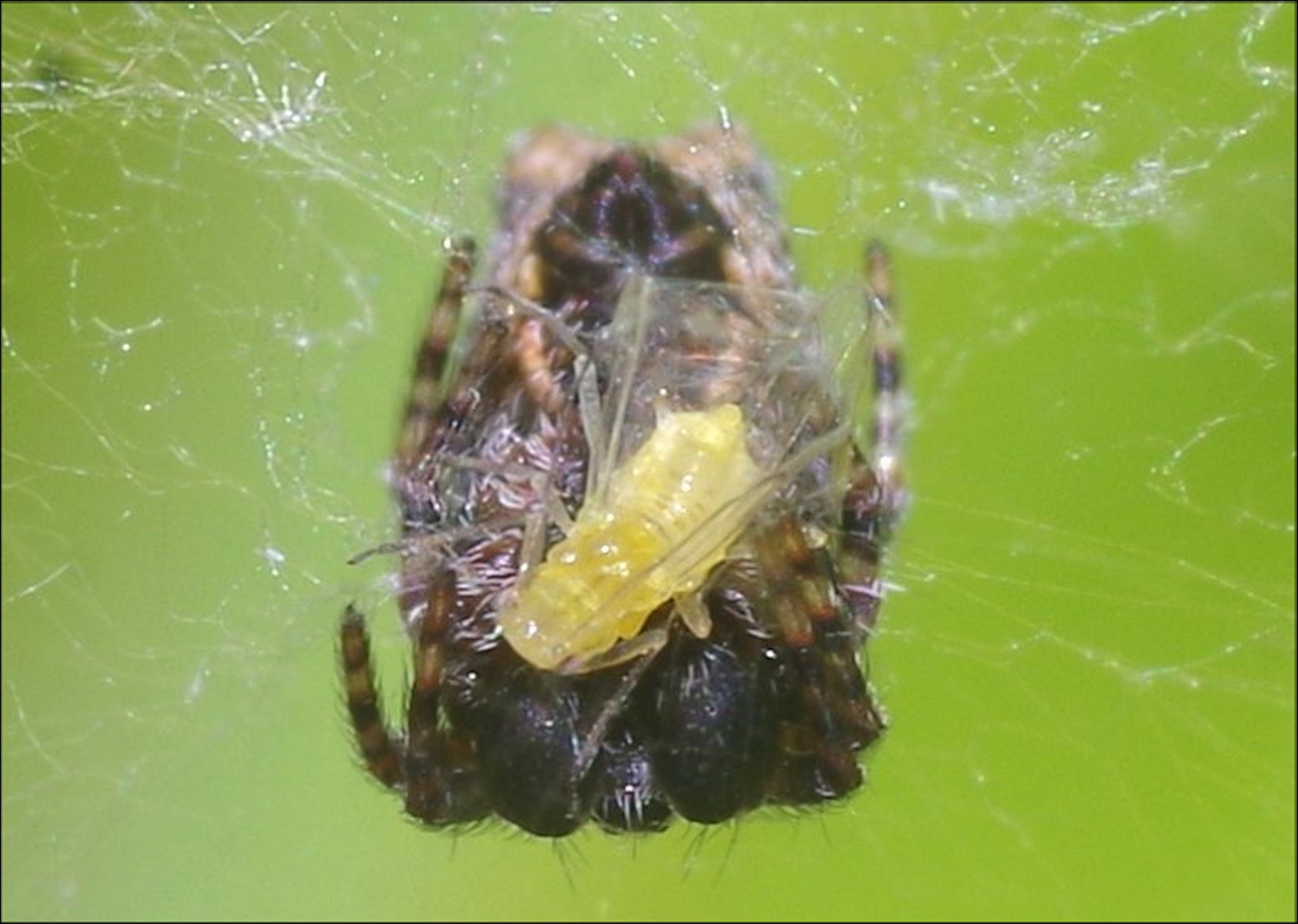 Cyrtophora mâle 5