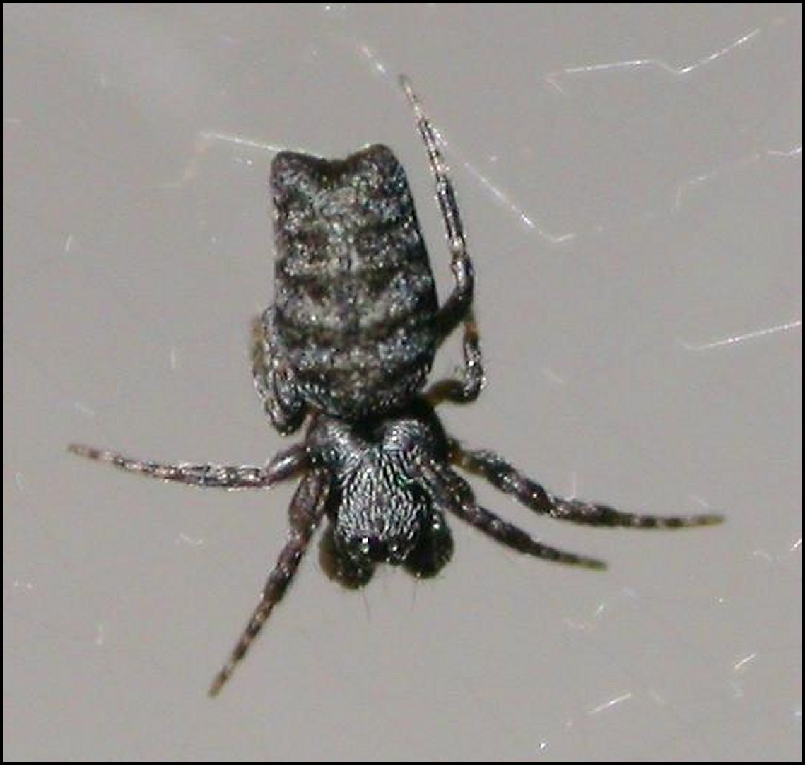 Cyrtophora mÃ¢le