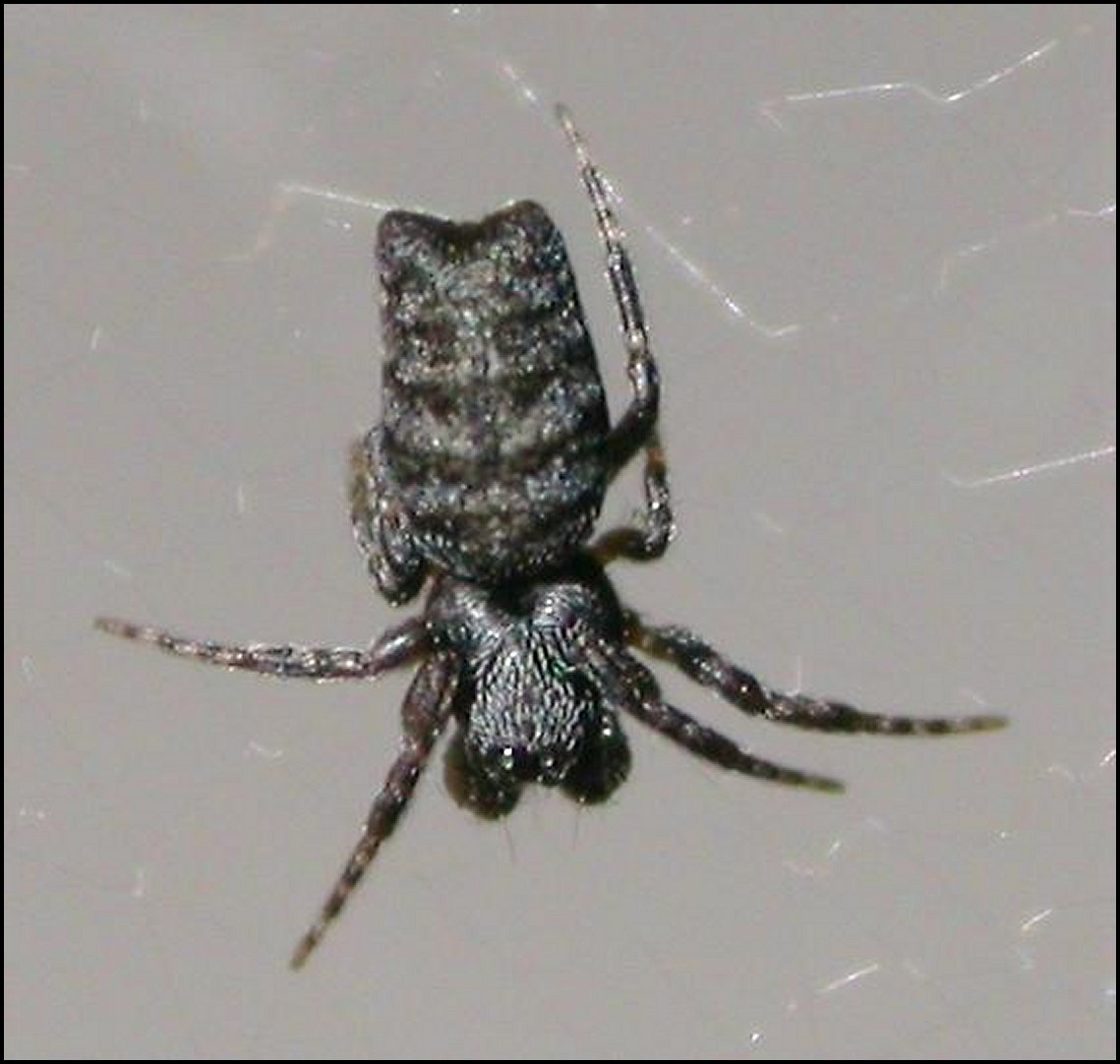 Cyrtophora mle