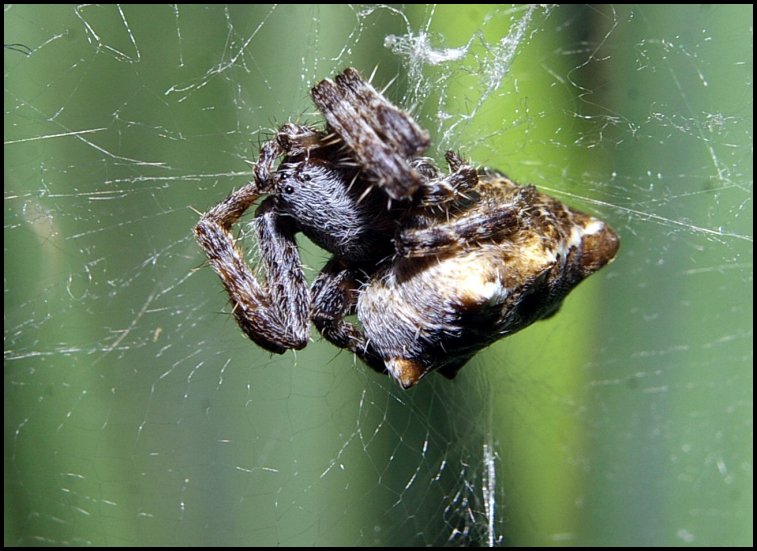 Cyrtophora Marcou 2