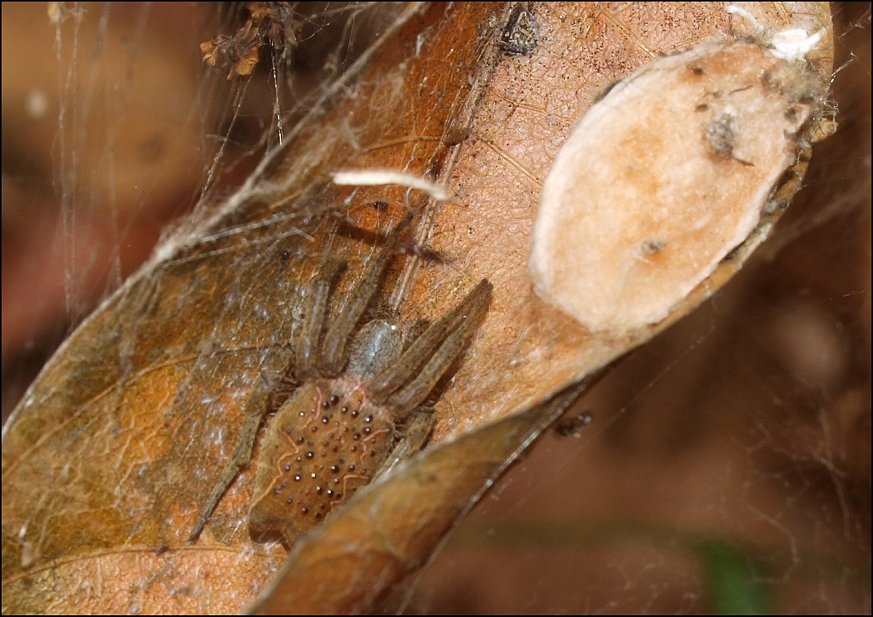 Cyrtophora purpurea 4