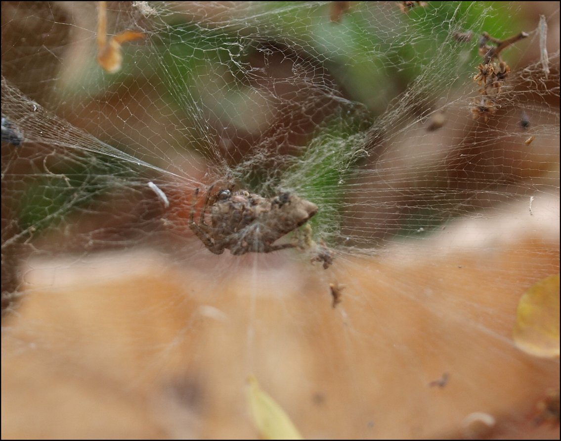 Cyrtophora purpurea 5