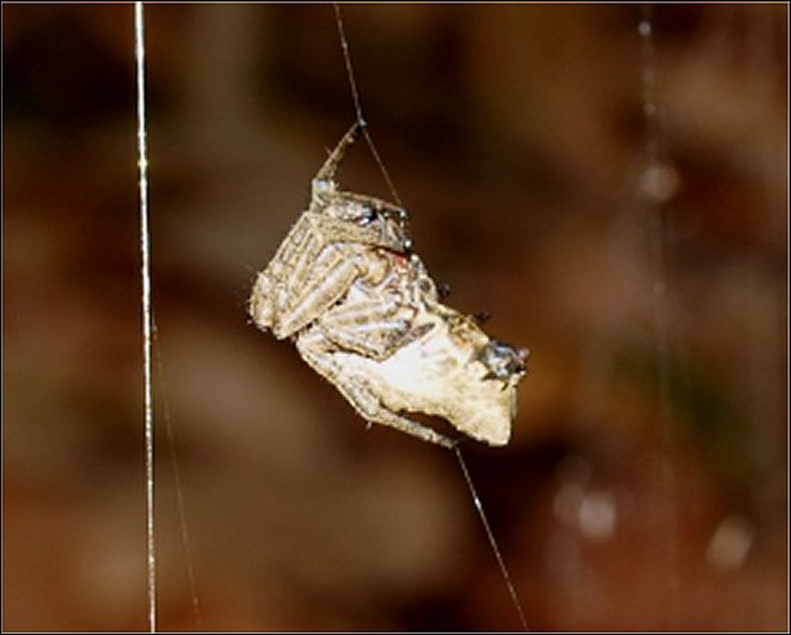 Cyrtophora purpurea 6