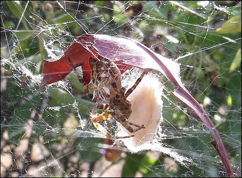 Cyrtophora sur son cocon 2019