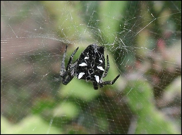Cyrtophora sur toile 2
