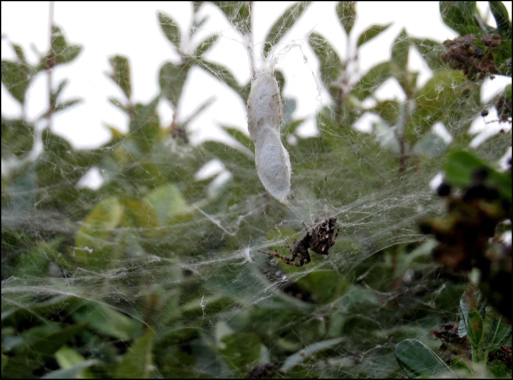 Cyrtophora ultime