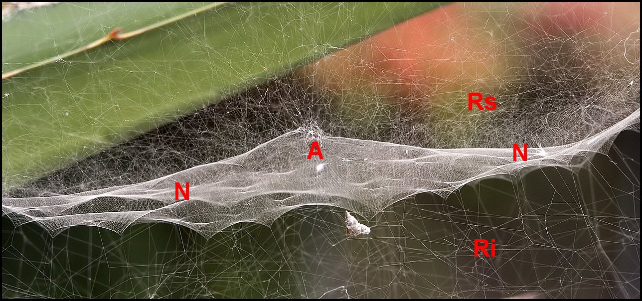 Cyrtophora toile élémentaire