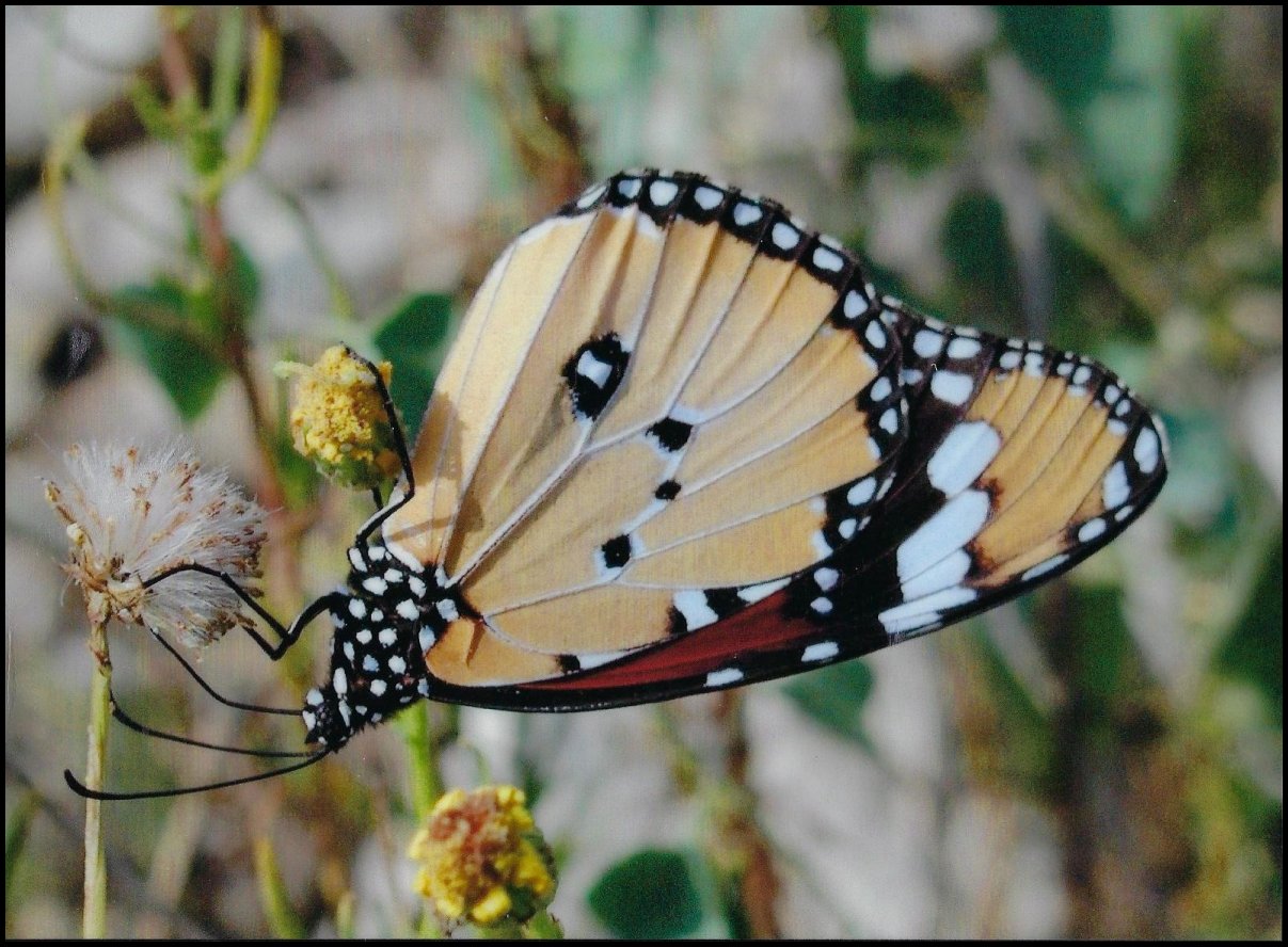 Danaus Senesio chimie