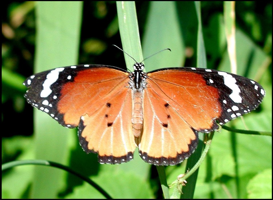 Danaus chrysippus 10