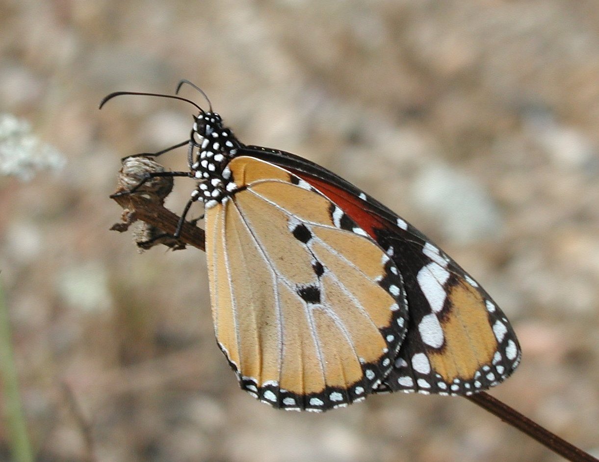 Danaus chrysippus 12