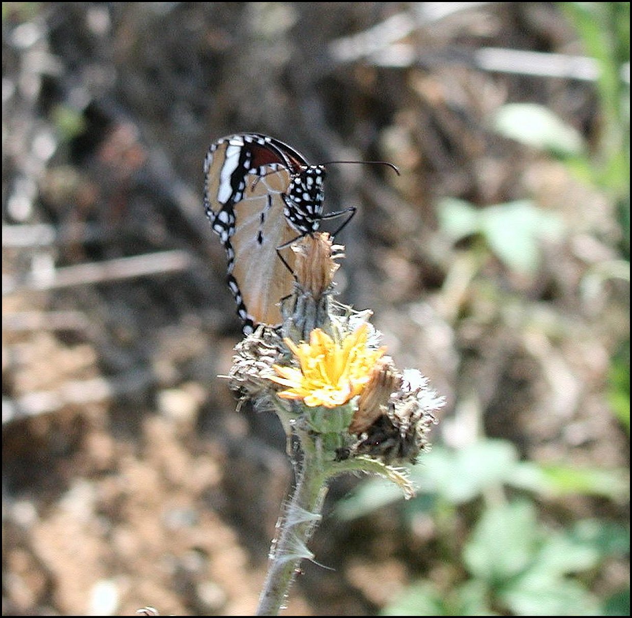 Danaus chrysippus 13