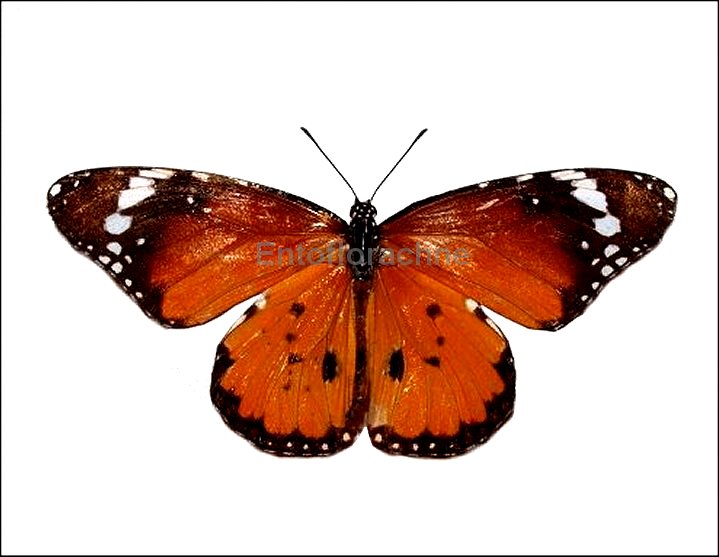 Danaus chrysippus 17