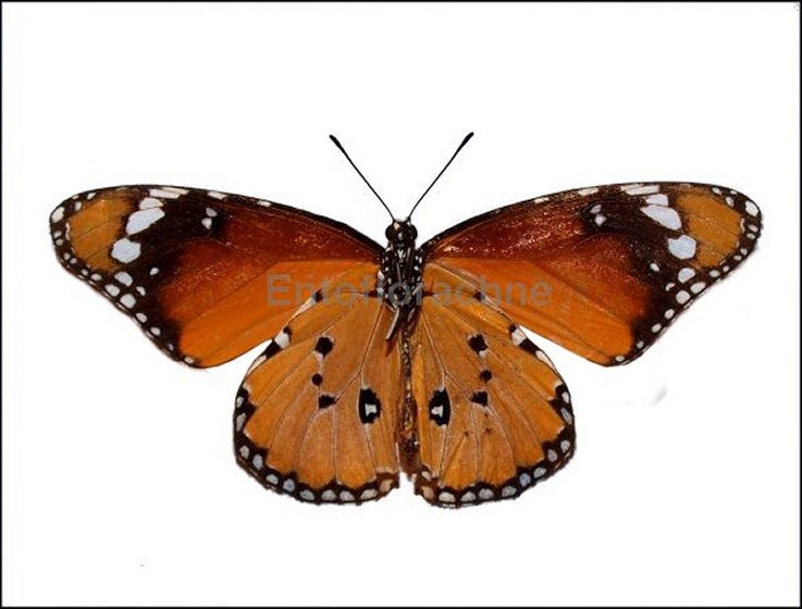 Danaus chrysippus 18