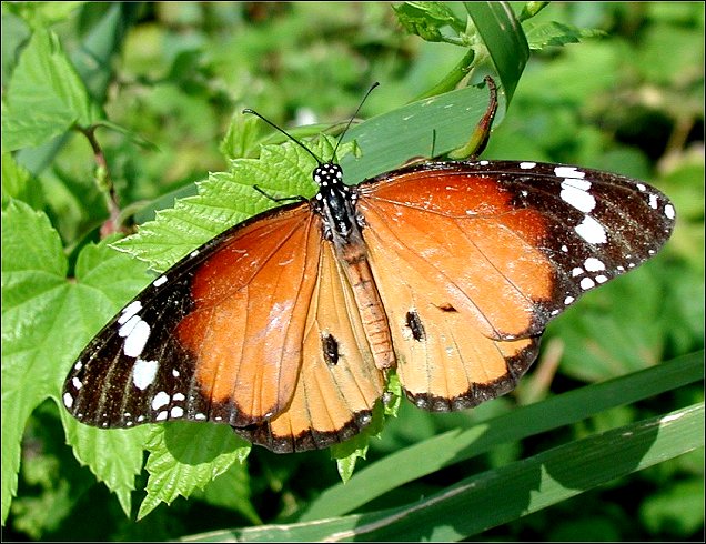 Danaus chrysippus 3