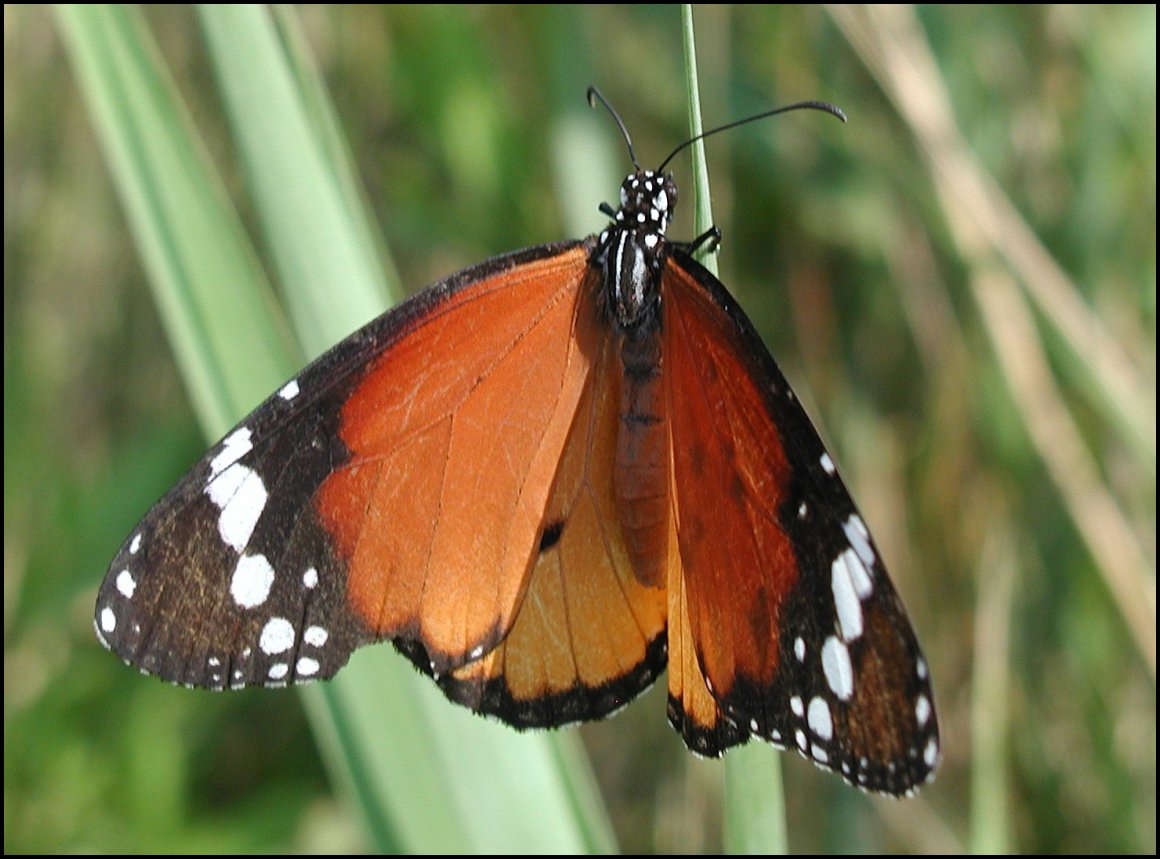 Danaus chrysippus 4