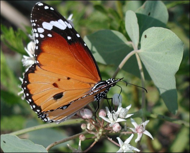 Danaus chrysippus 5