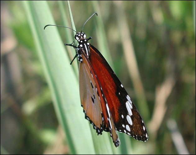 Danaus chrysippus 6