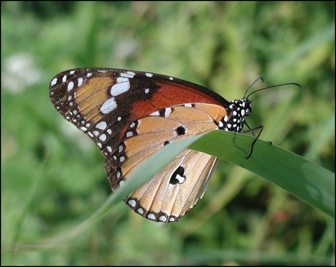 Danaus chrysippus 7