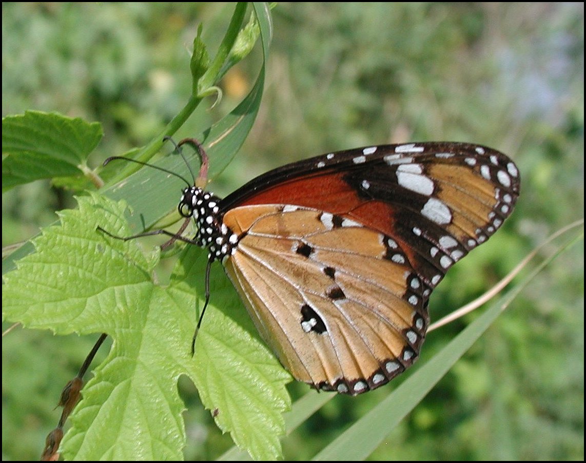 Danaus chrysippus 8