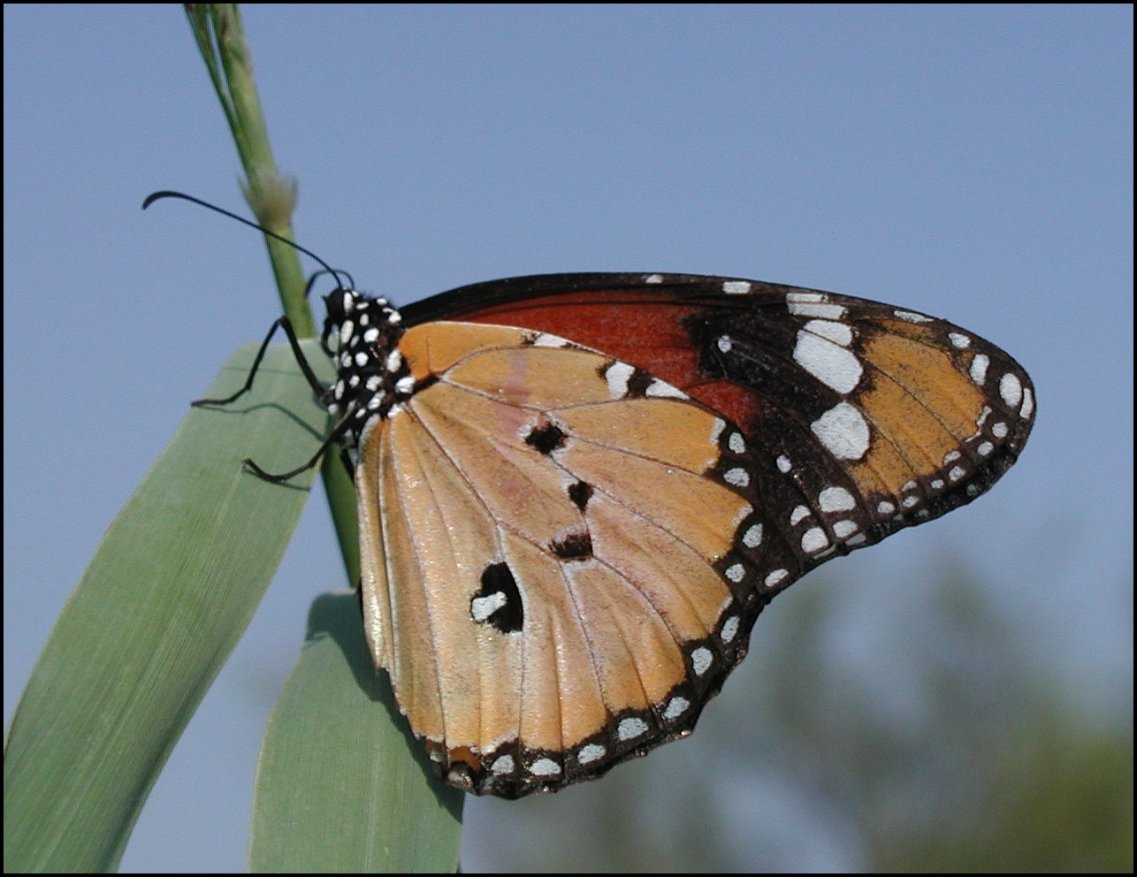 Danaus chrysippus 9