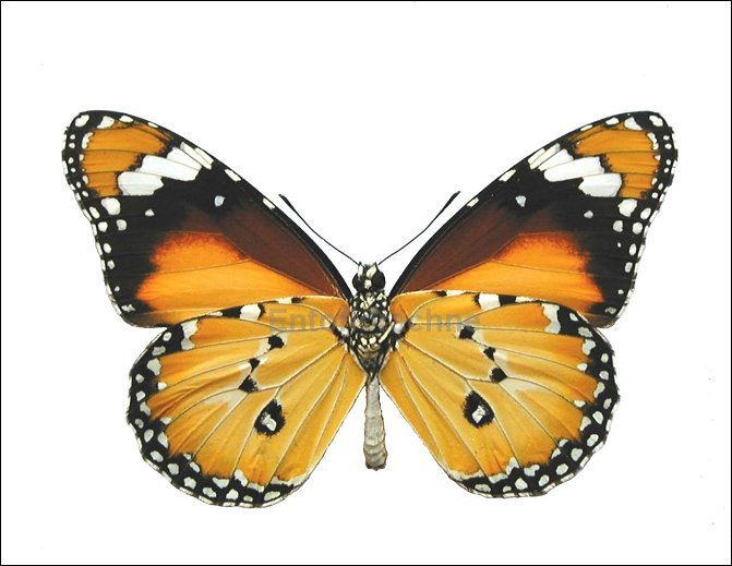 Danaus chrysippus petilia 2