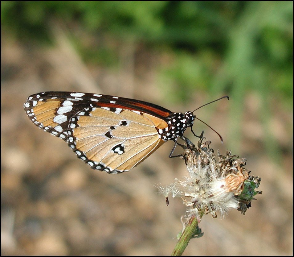 Danaus chrysippus sneon 14