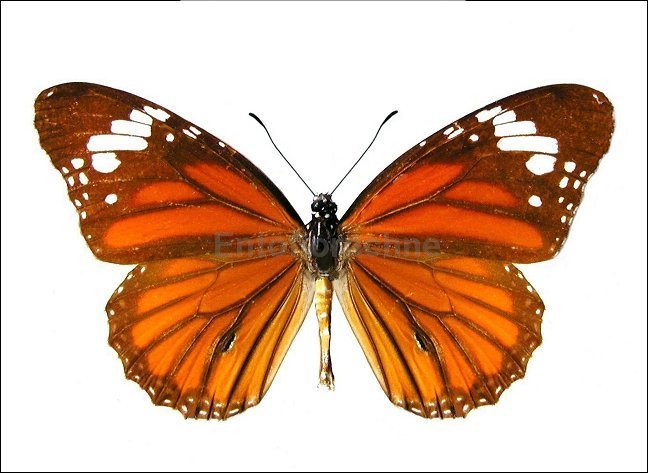 Danaus genutia 1