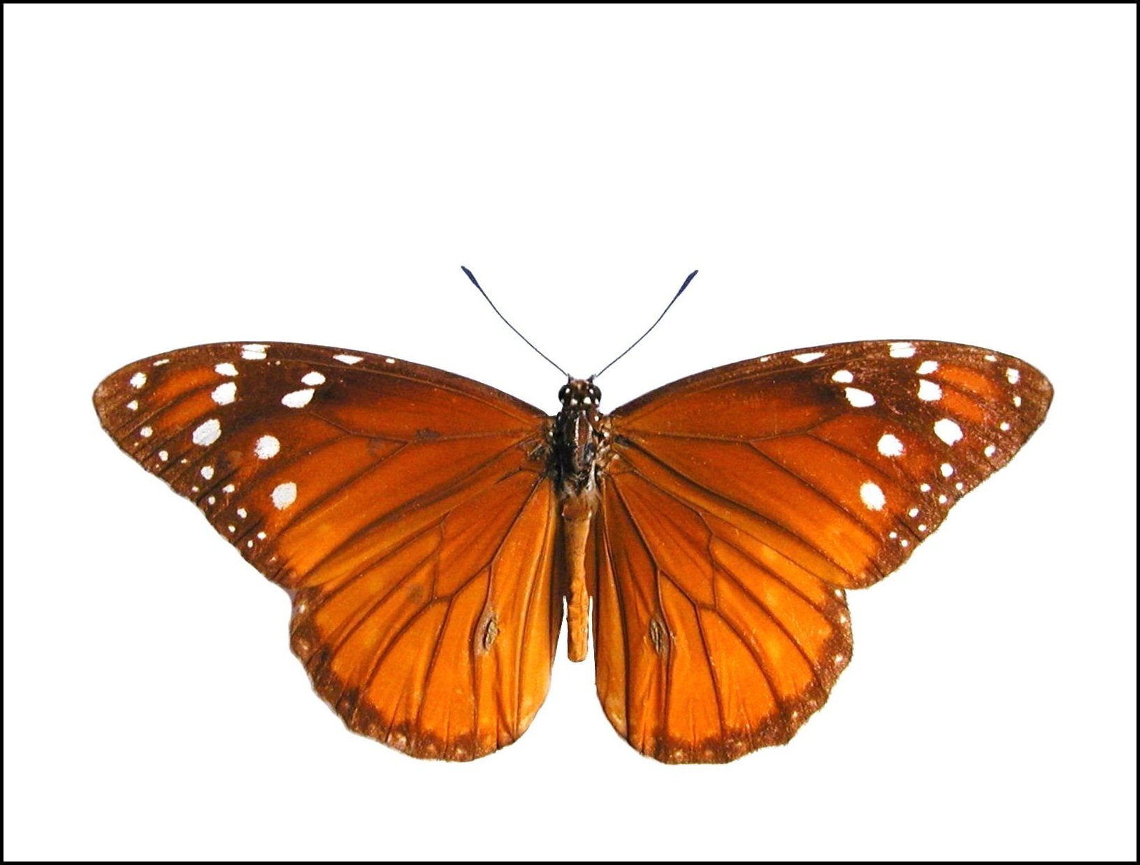 Danaus gilippus recto