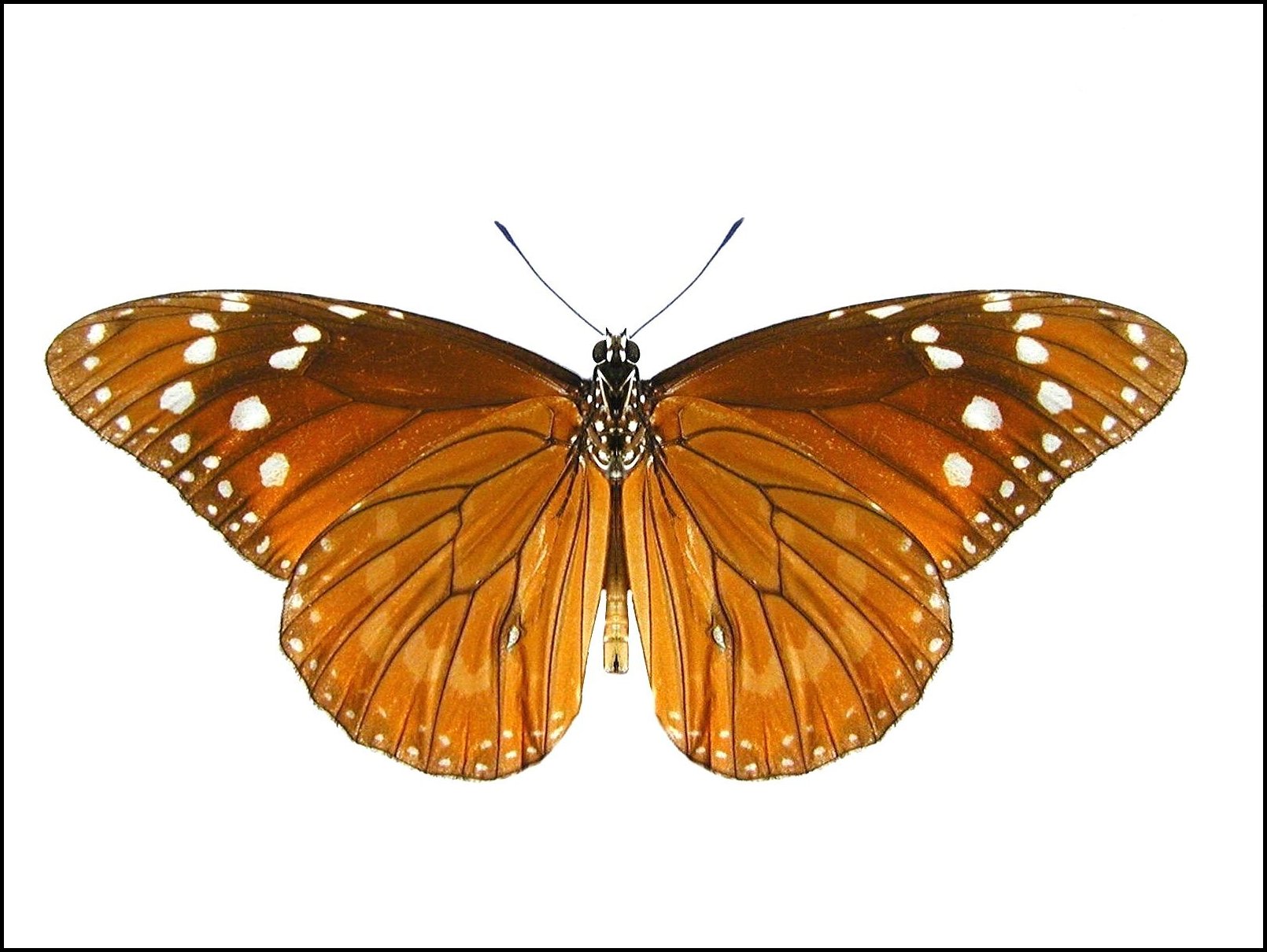 Danaus gilippus verso