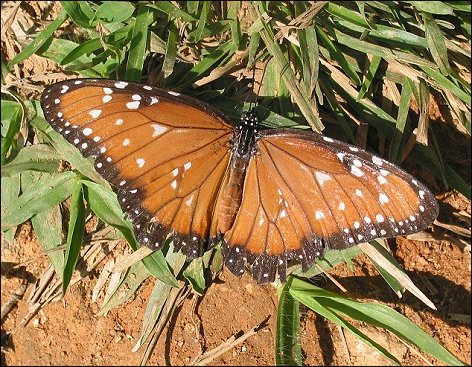 Danaus gilippus 3