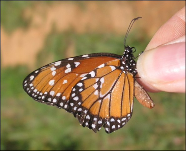 Danaus gilippus 4