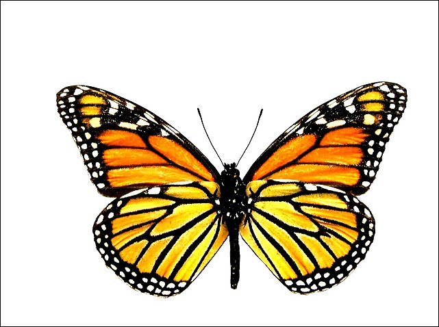 Danaus plexippus 4