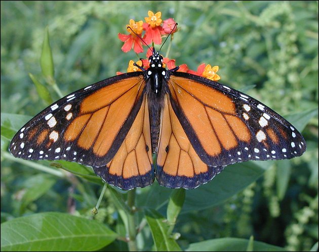 Danaus plexippus 7