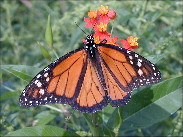 Danaus plexippus 8