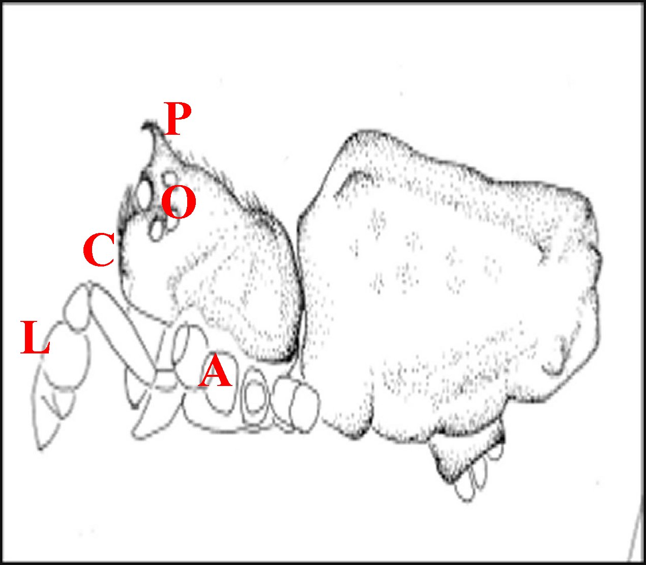 Deelemanella borneo