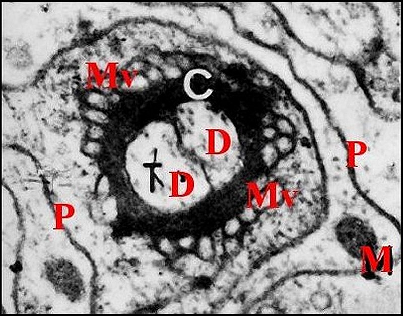 Dendrites, microvil.1