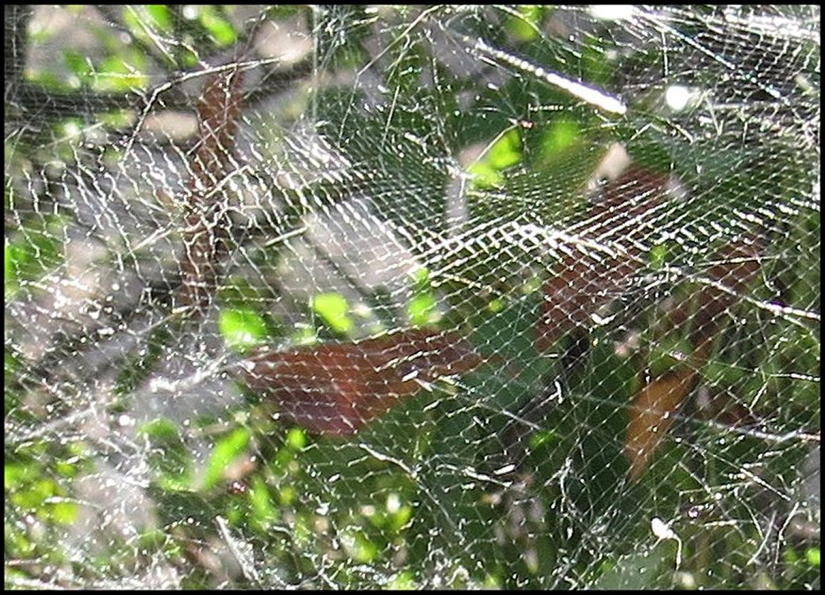 DÃ©tail toile Cyrtophora