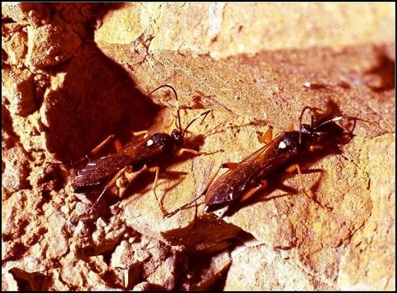 Diphyus quadripunctorius 2